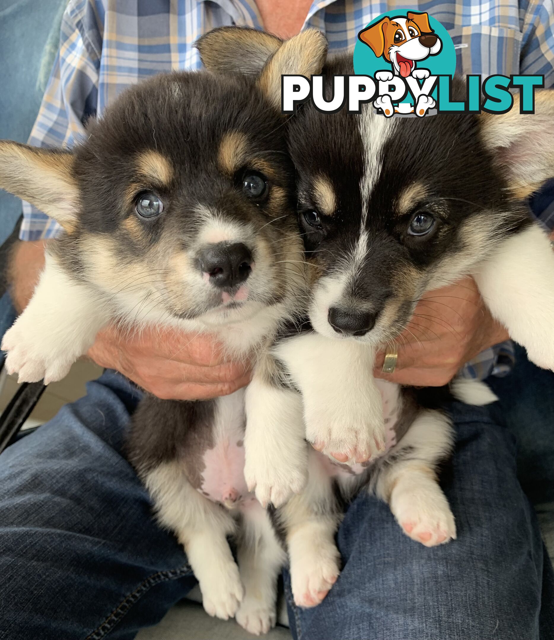 100% Pembroke Welsh Corgi Puppies