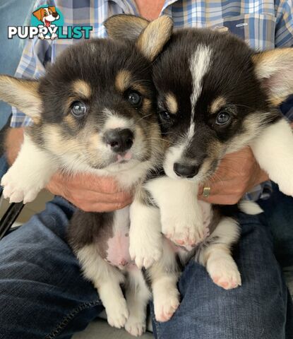 100% Pembroke Welsh Corgi Puppies