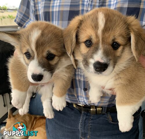 100% Pembroke Welsh Corgi Puppies