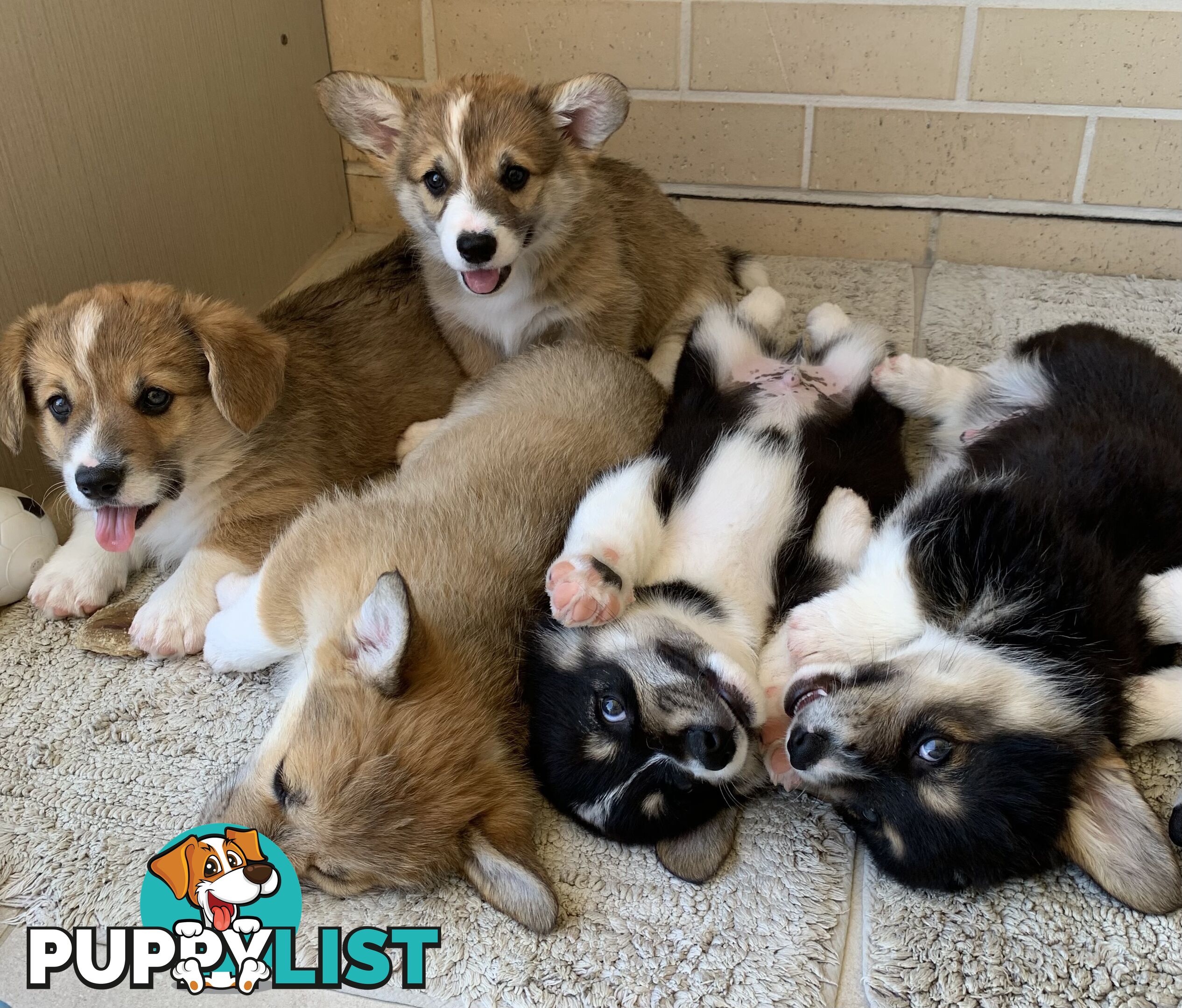 100% Pembroke Welsh Corgi Puppies