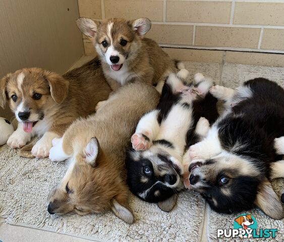 100% Pembroke Welsh Corgi Puppies