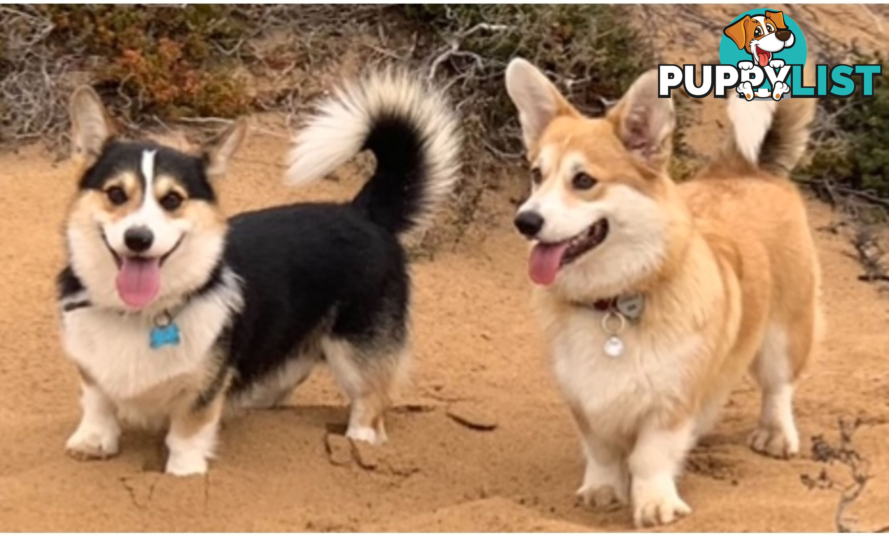 100% Pembroke Welsh Corgi Puppies