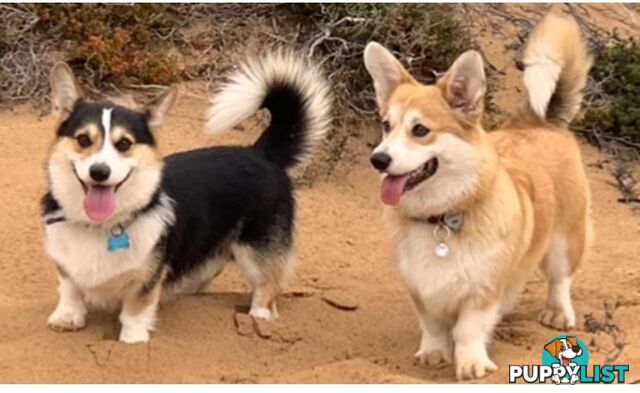 100% Pembroke Welsh Corgi Puppies