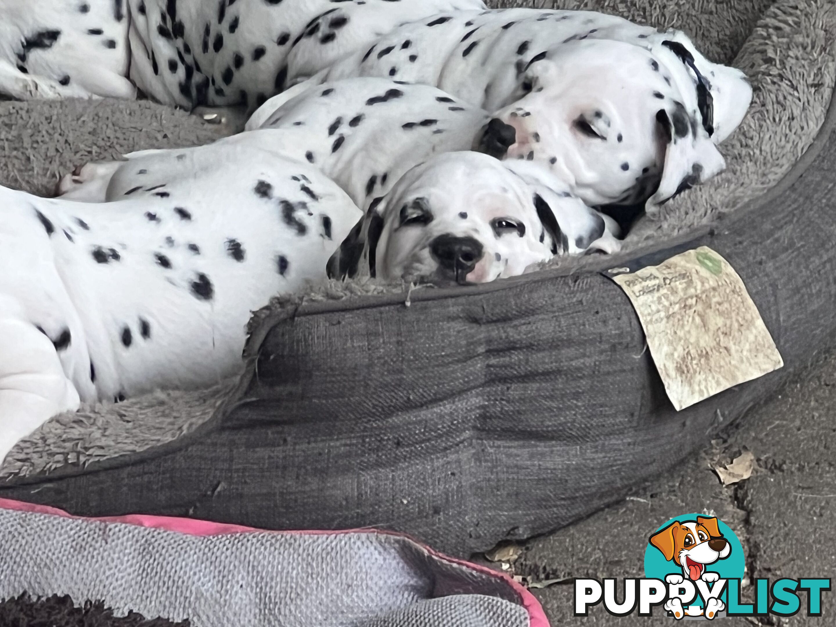 Purebred reg Dalmatian puppies