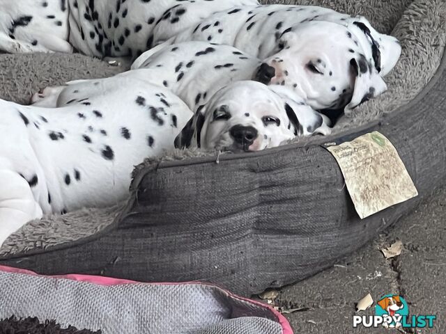 Purebred reg Dalmatian puppies