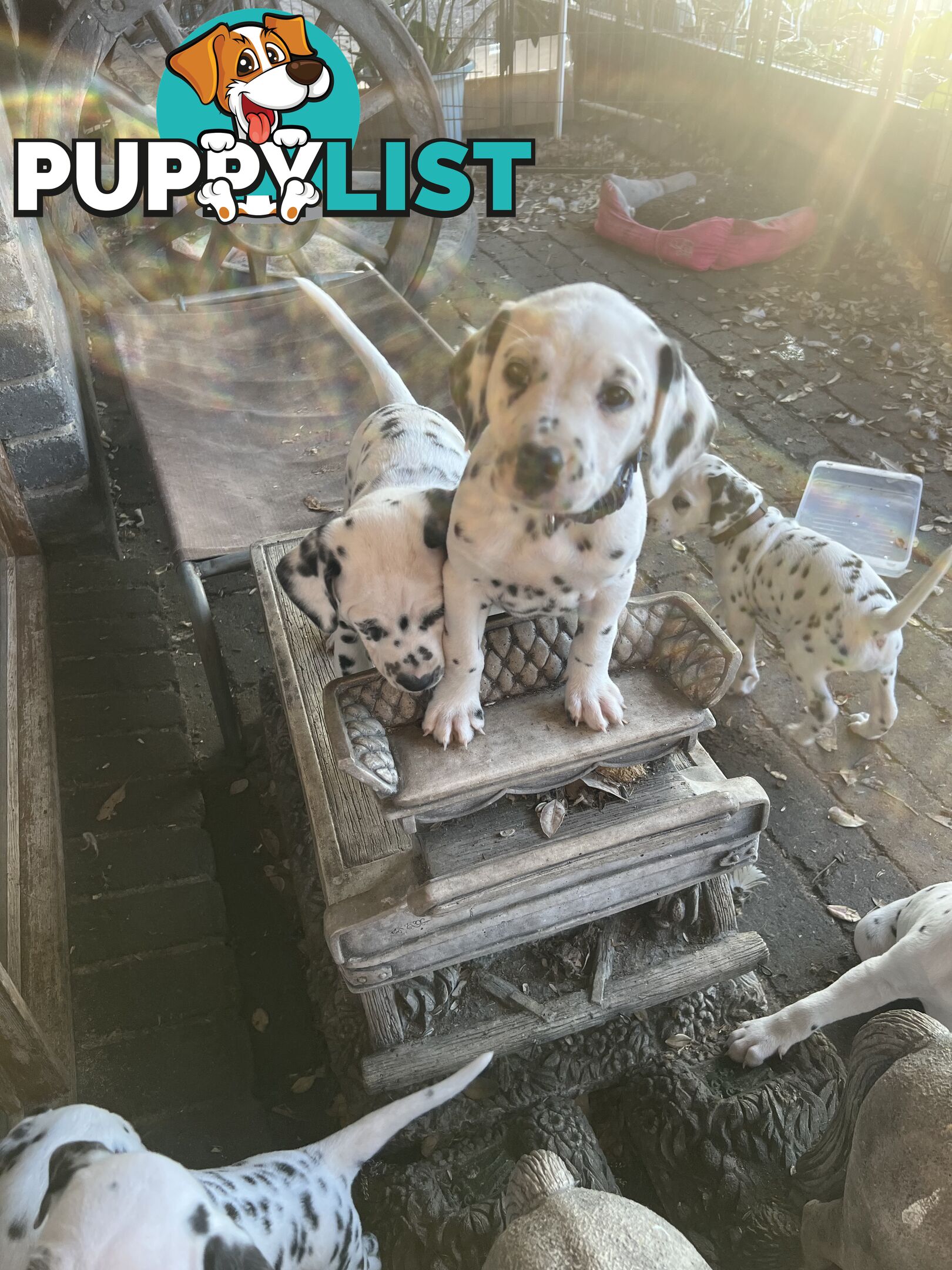 Purebred reg Dalmatian puppies
