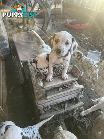 Purebred reg Dalmatian puppies