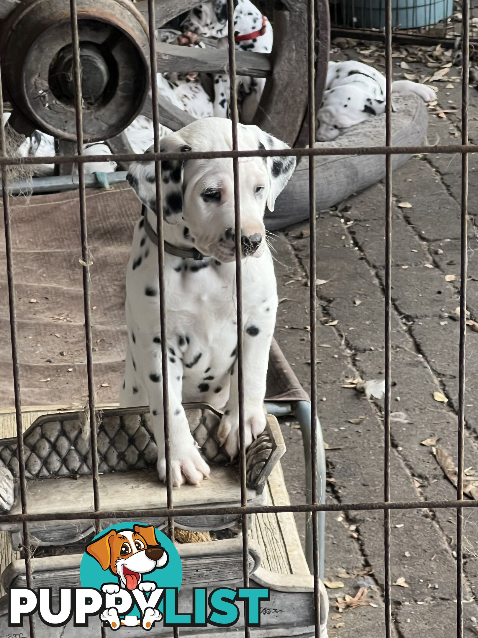 Purebred reg Dalmatian puppies