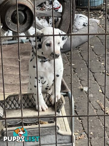 Purebred reg Dalmatian puppies