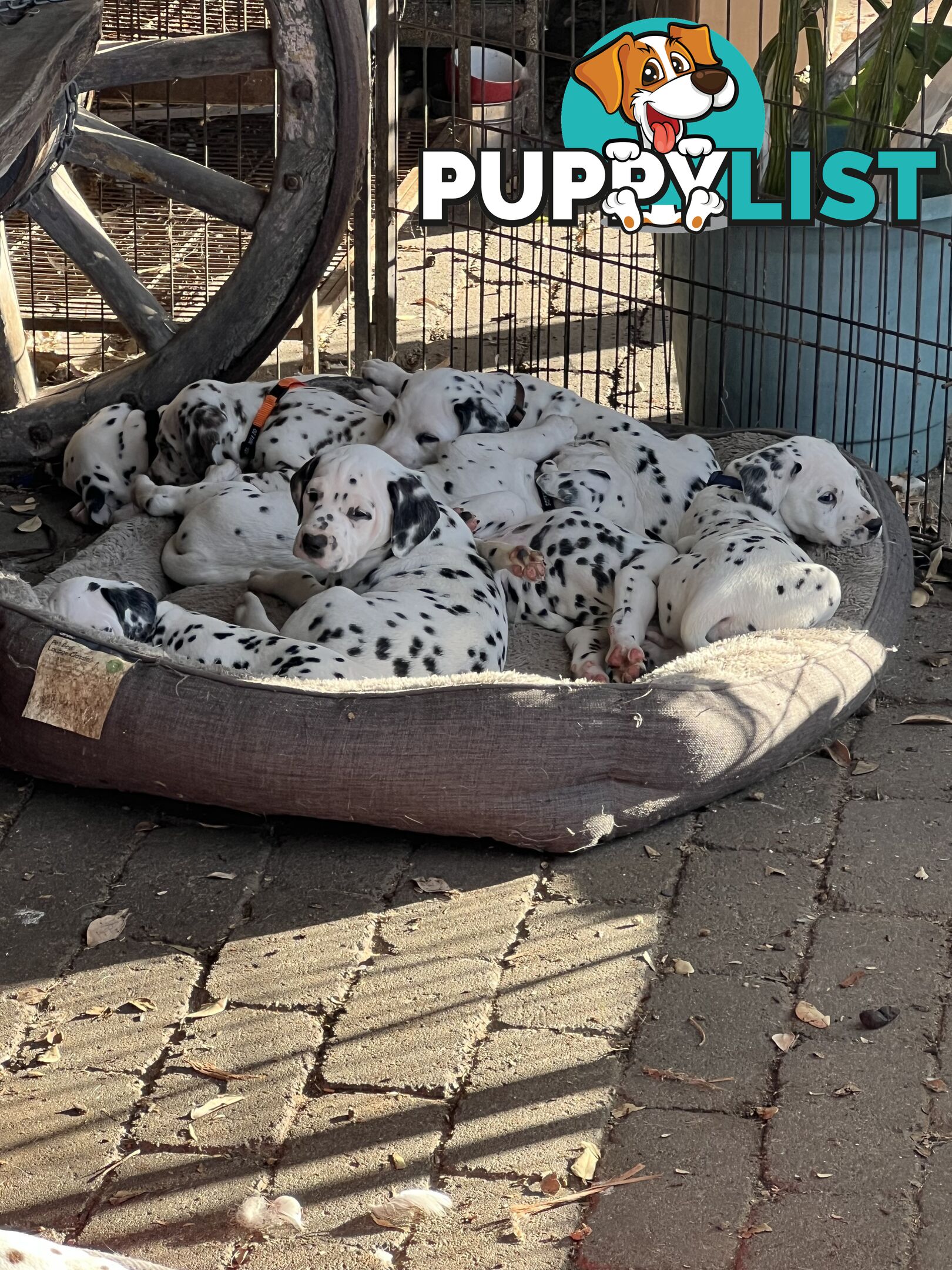 Purebred reg Dalmatian puppies