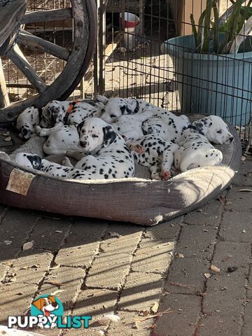 Purebred reg Dalmatian puppies