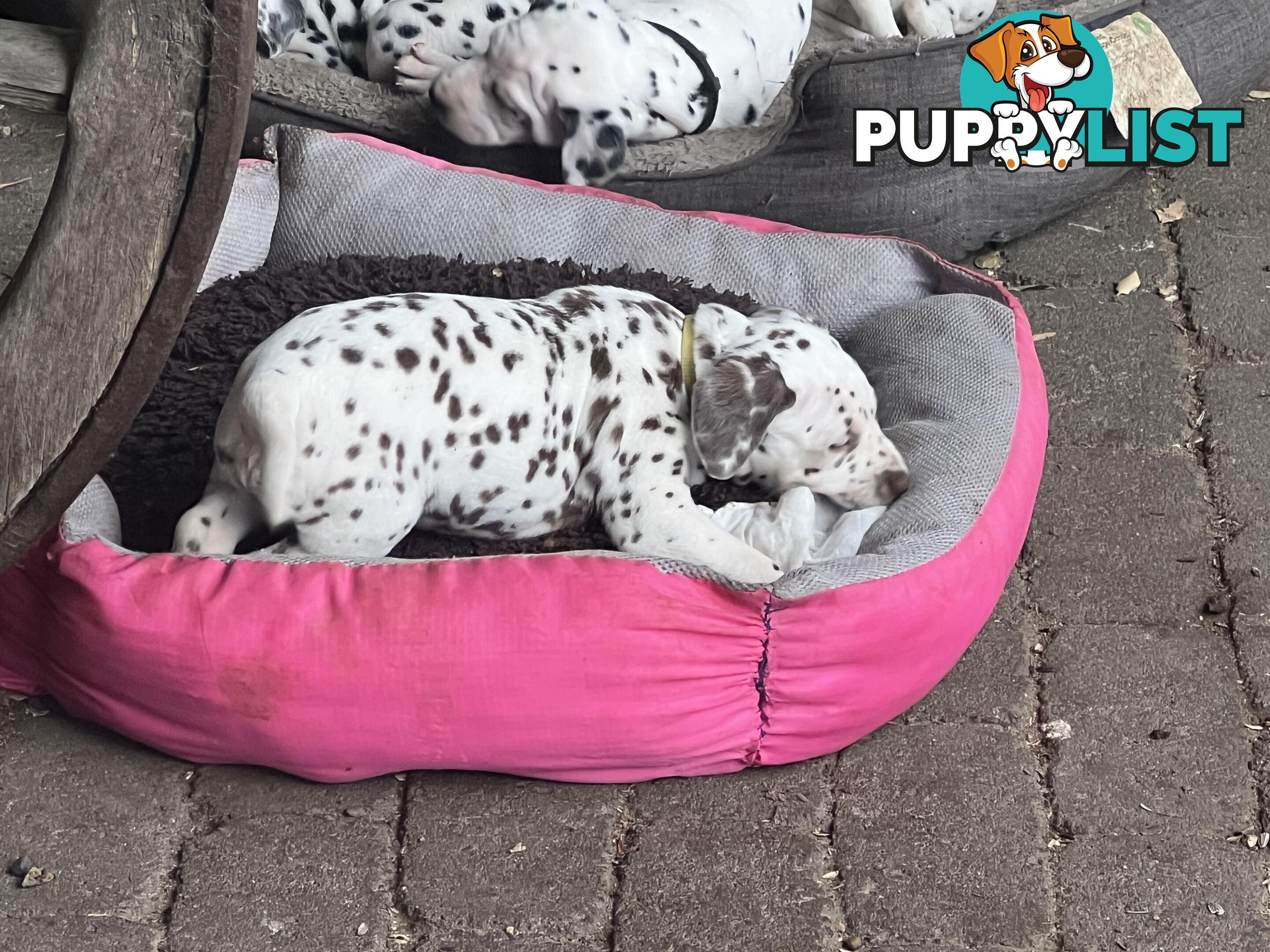 Purebred reg Dalmatian puppies