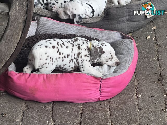 Purebred reg Dalmatian puppies