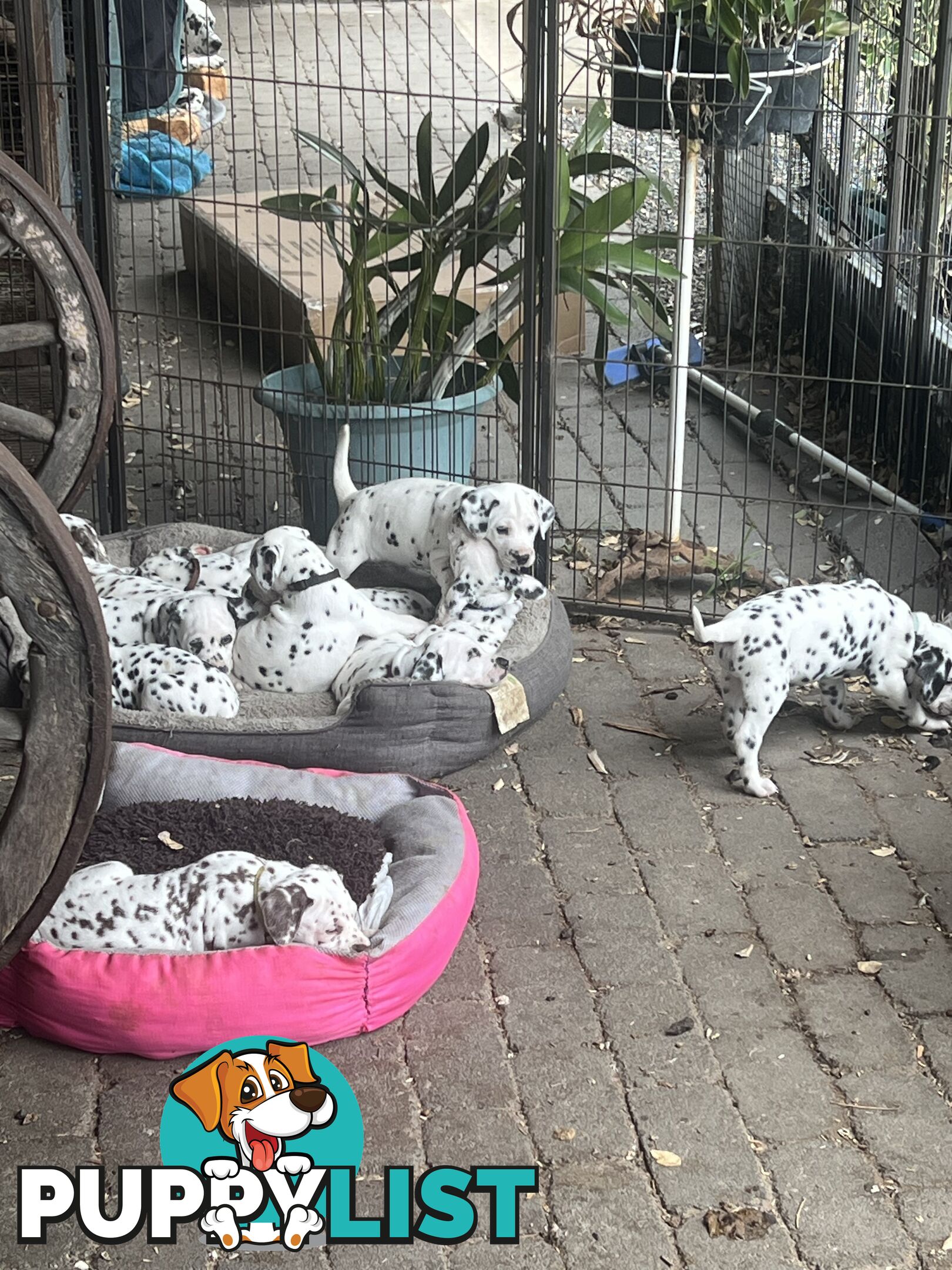 Purebred reg Dalmatian puppies