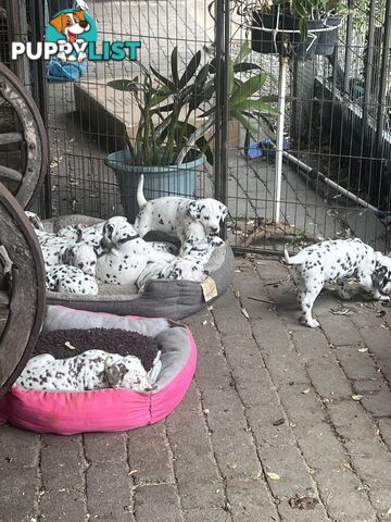 Purebred reg Dalmatian puppies