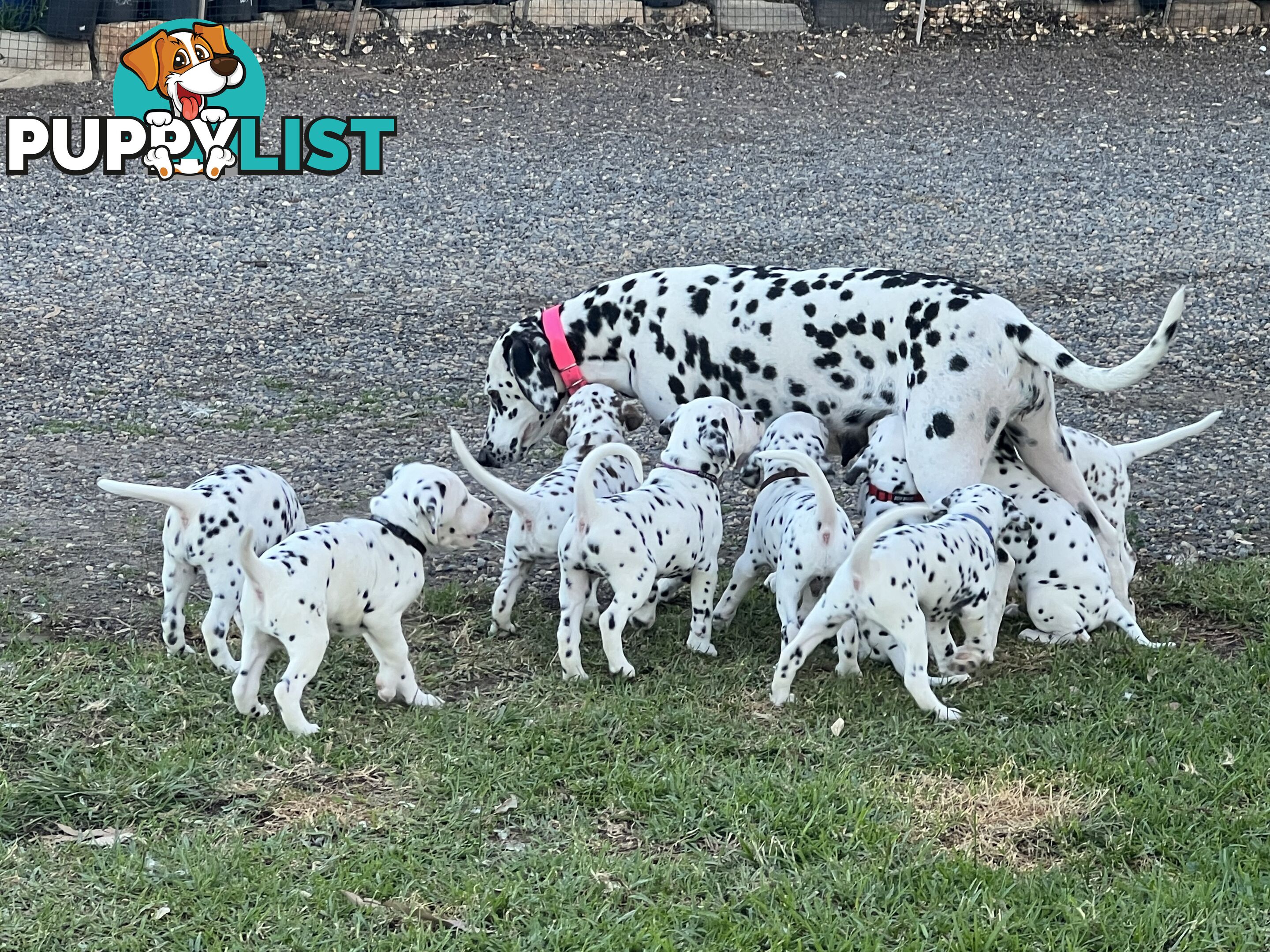 Purebred reg Dalmatian puppies