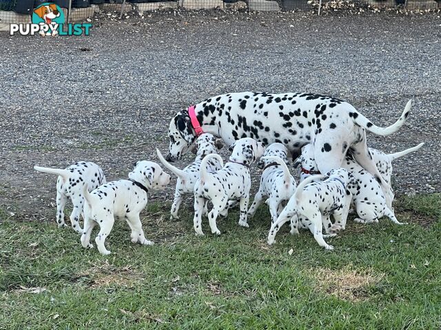 Purebred reg Dalmatian puppies