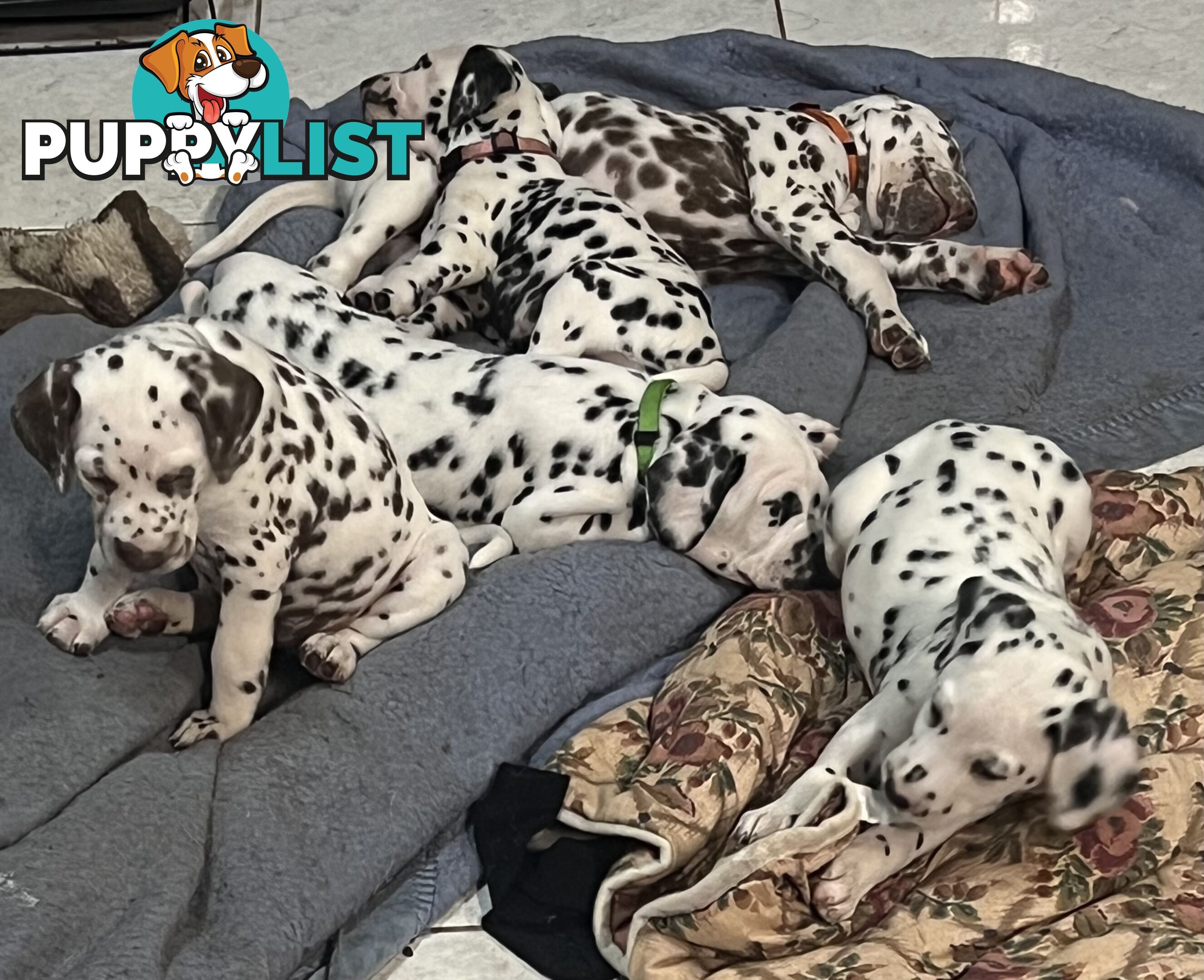Purebred reg Dalmatian puppies
