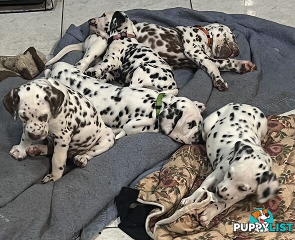 Purebred reg Dalmatian puppies