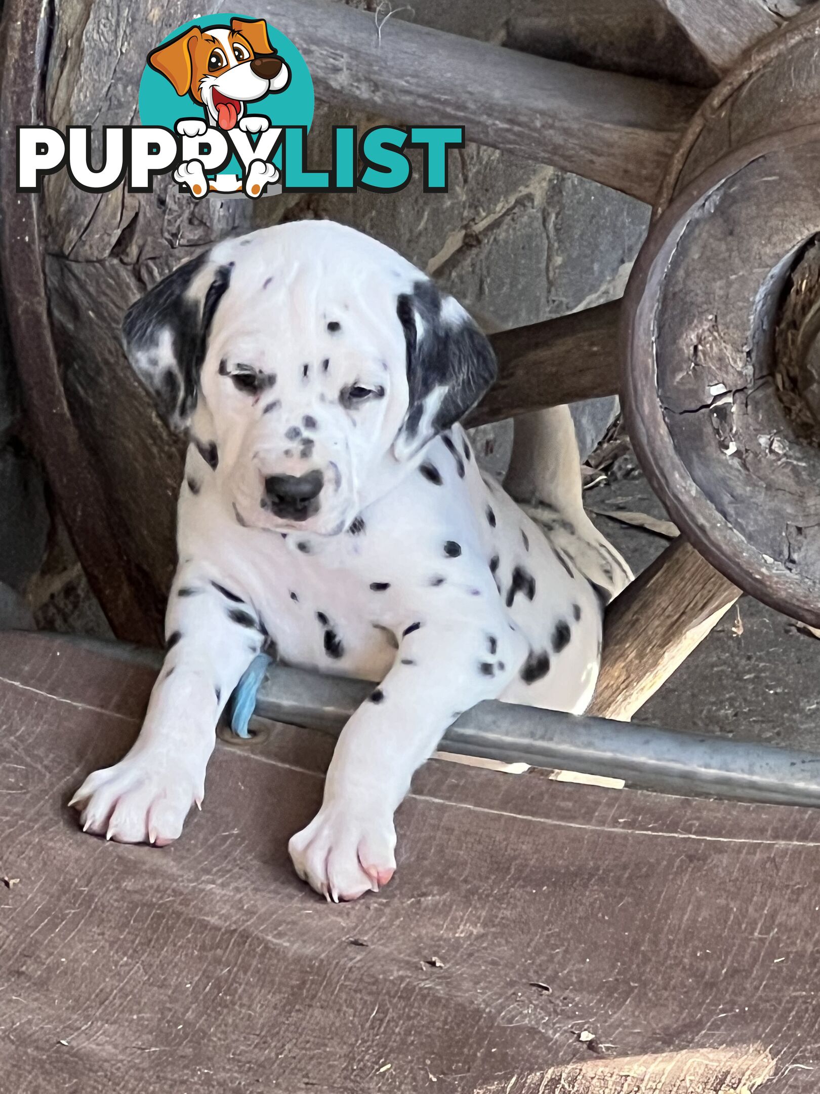 Purebred reg Dalmatian puppies