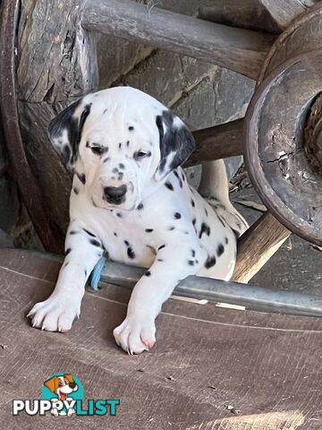 Purebred reg Dalmatian puppies