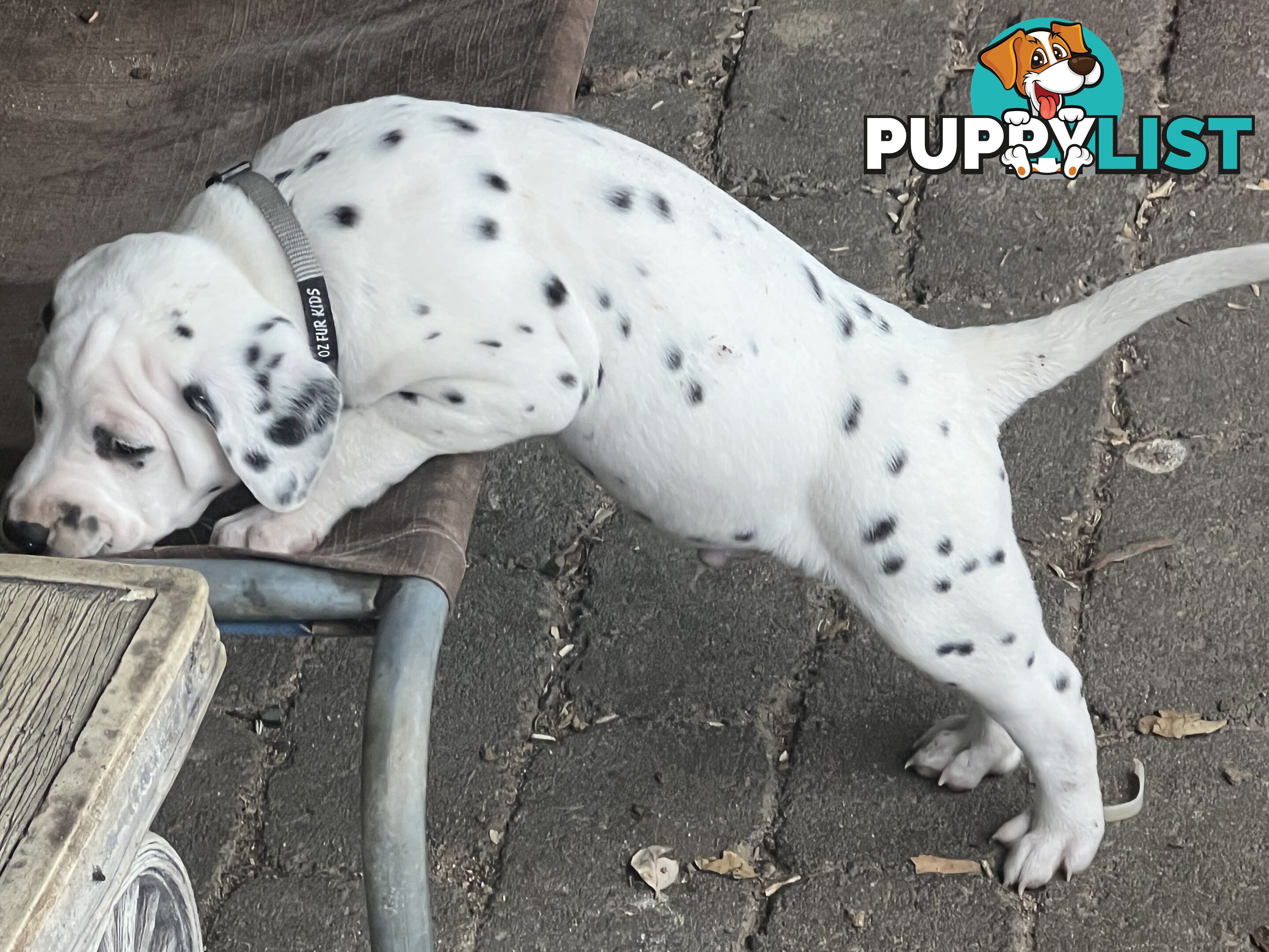 Purebred reg Dalmatian puppies