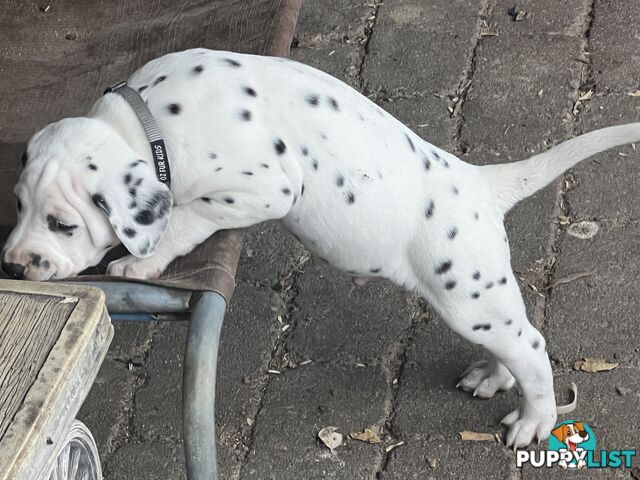Purebred reg Dalmatian puppies