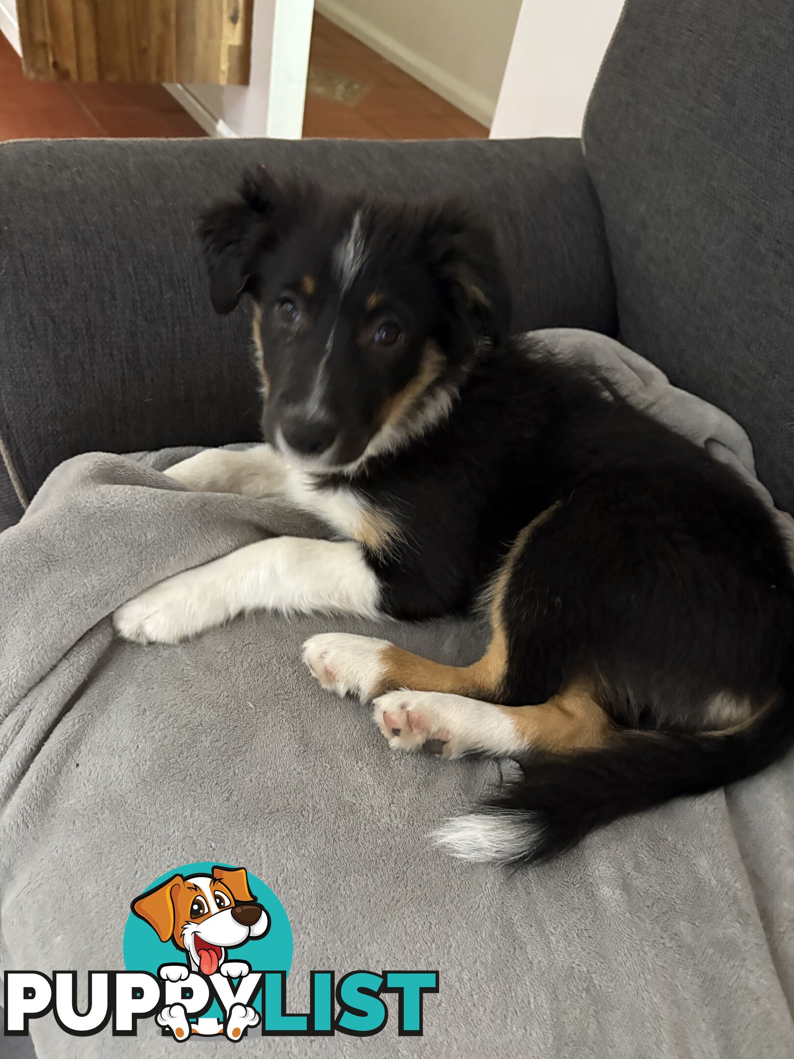 Female Border Collies Available to take home today