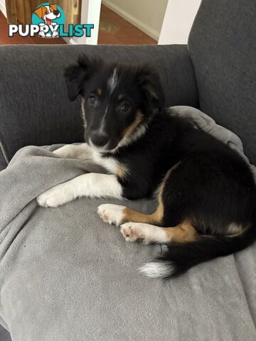 Female Border Collies Available to take home today