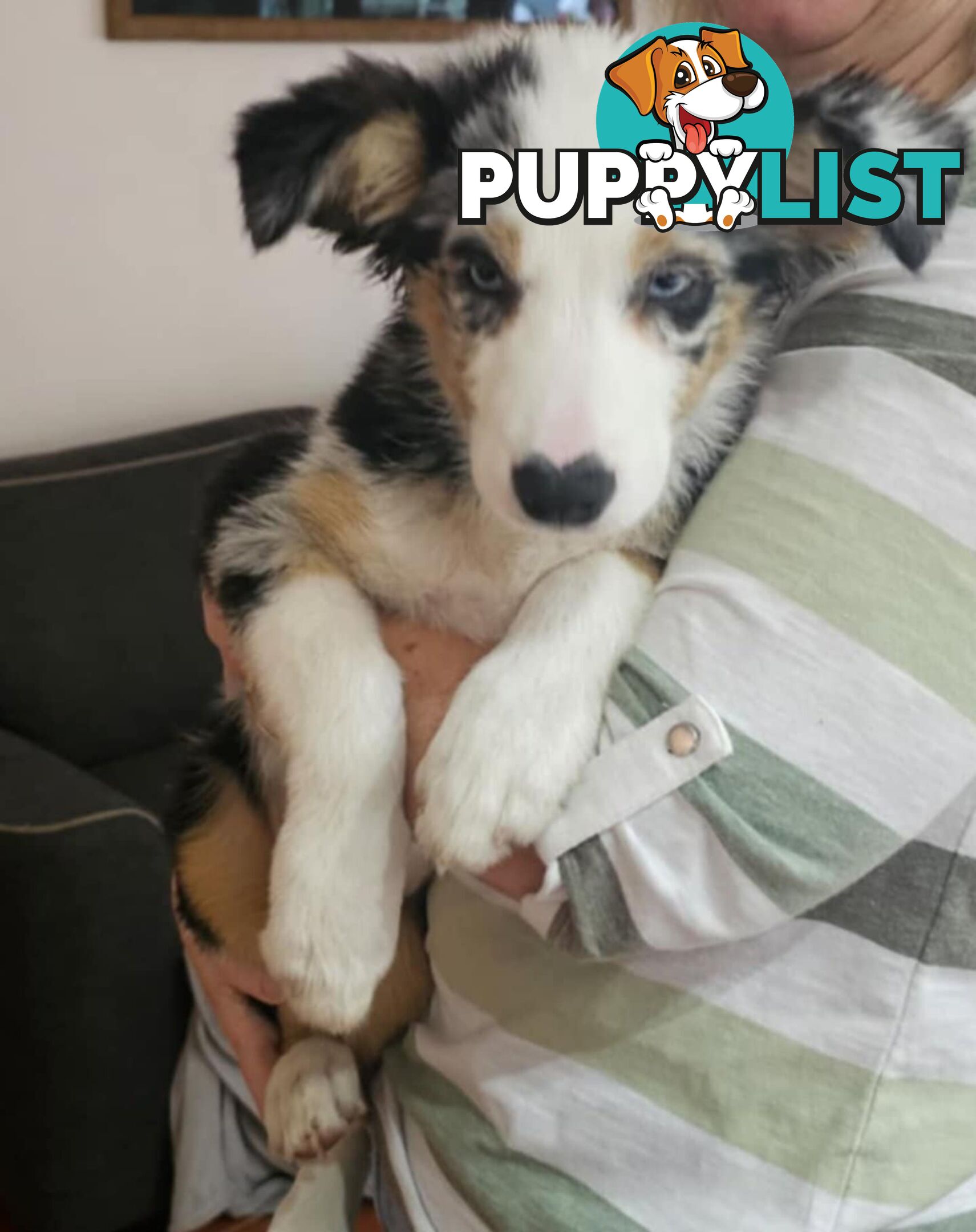 Female Border Collies Available to take home today