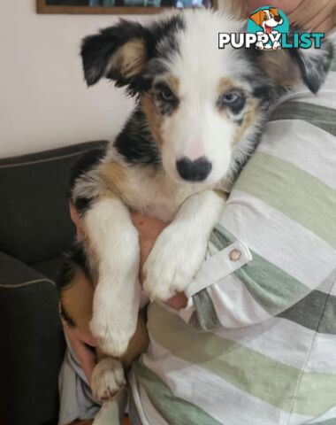 Female Border Collies Available to take home today