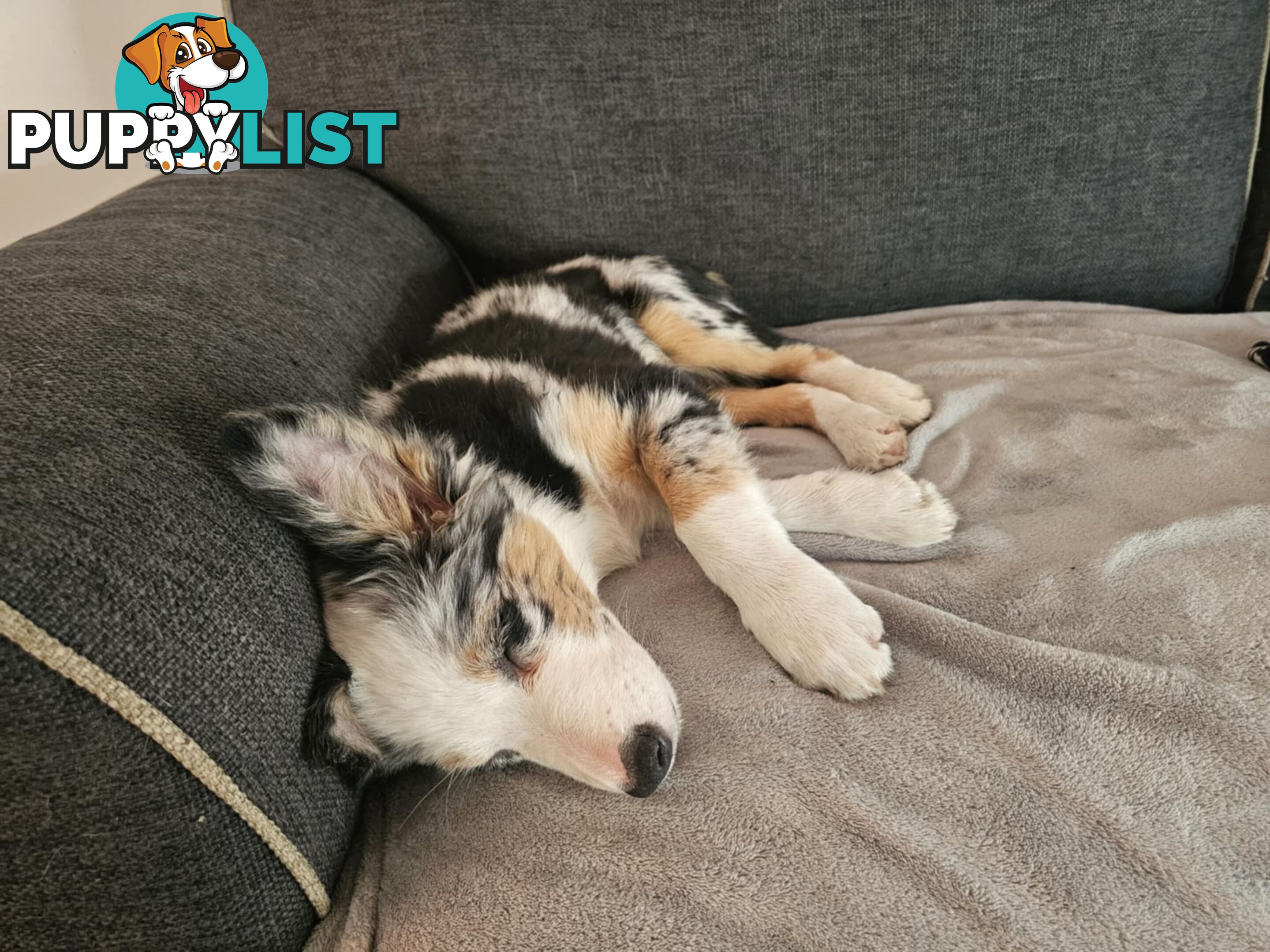 Female Border Collies Available to take home today