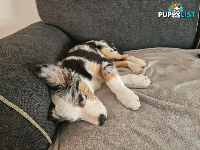 Female Border Collies Available to take home today