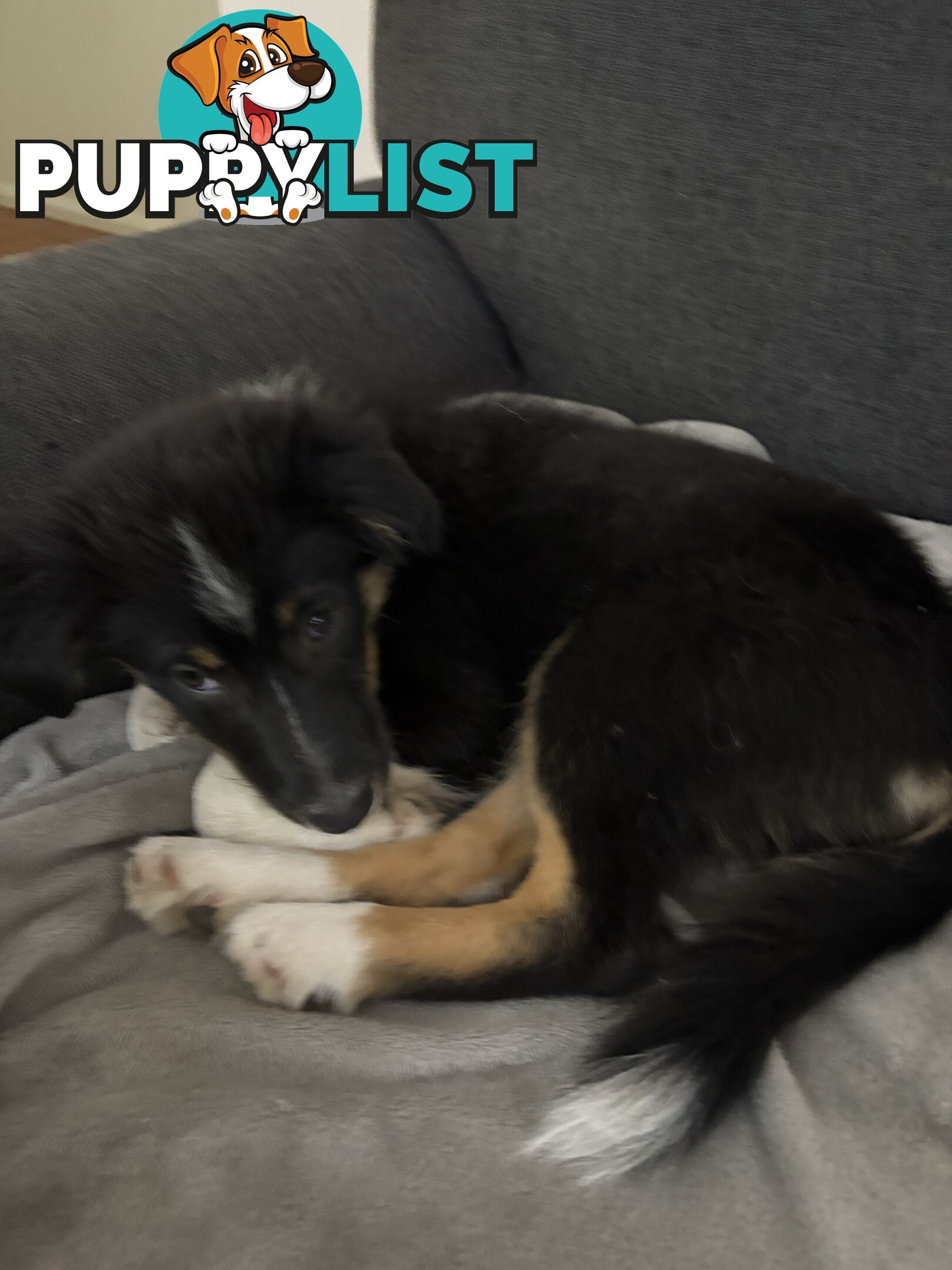Female Border Collies Available to take home today