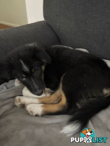Female Border Collies Available to take home today