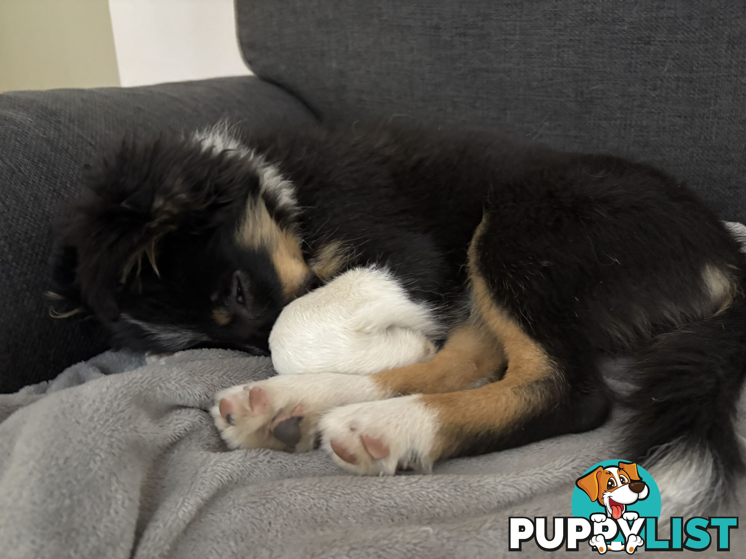 Female Border Collies Available to take home today