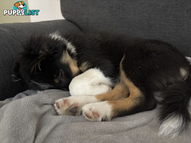 Female Border Collies Available to take home today