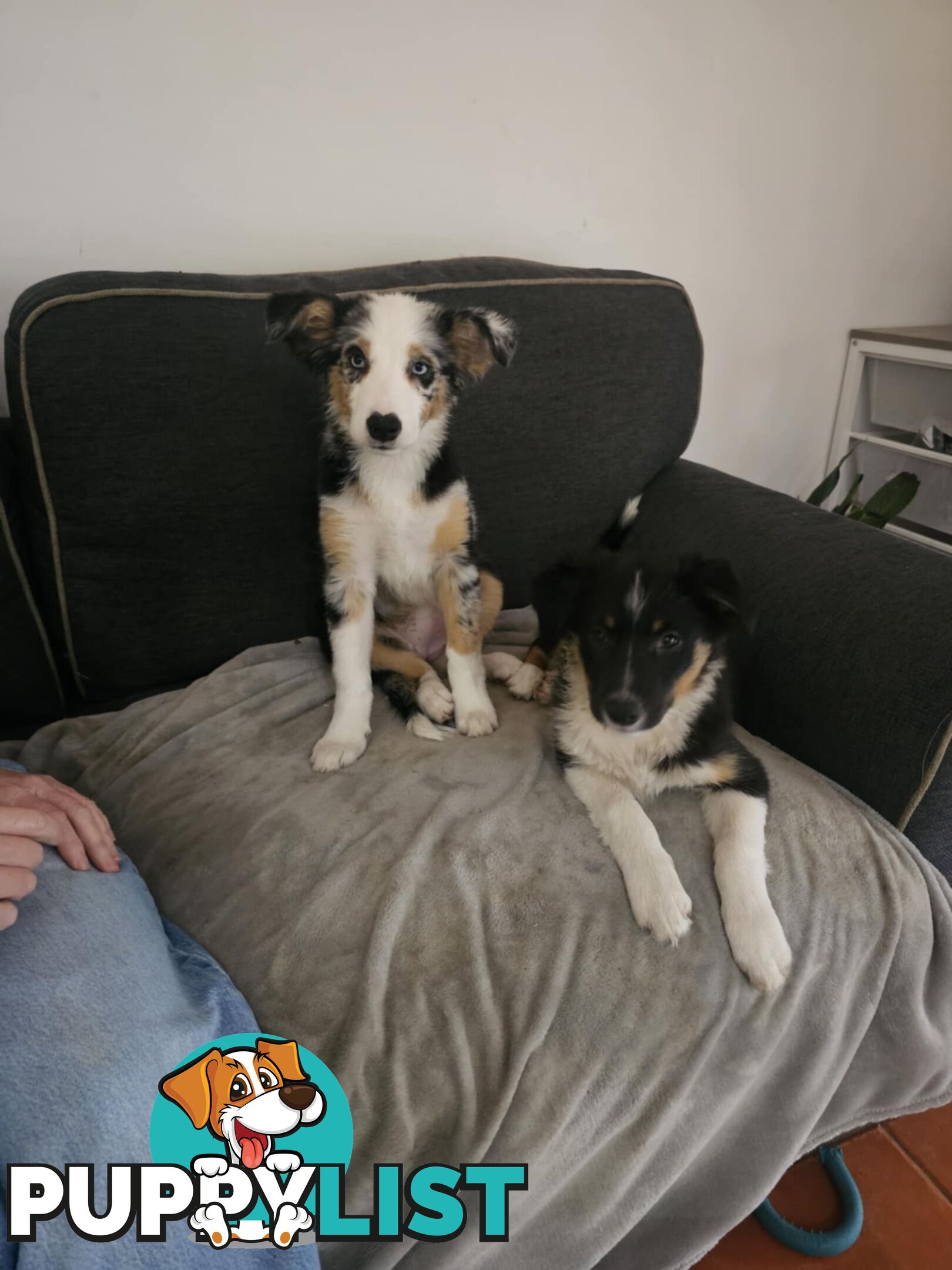 Female Border Collies Available to take home today