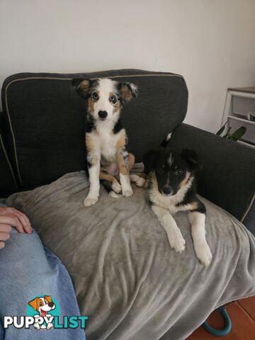 Female Border Collies Available to take home today