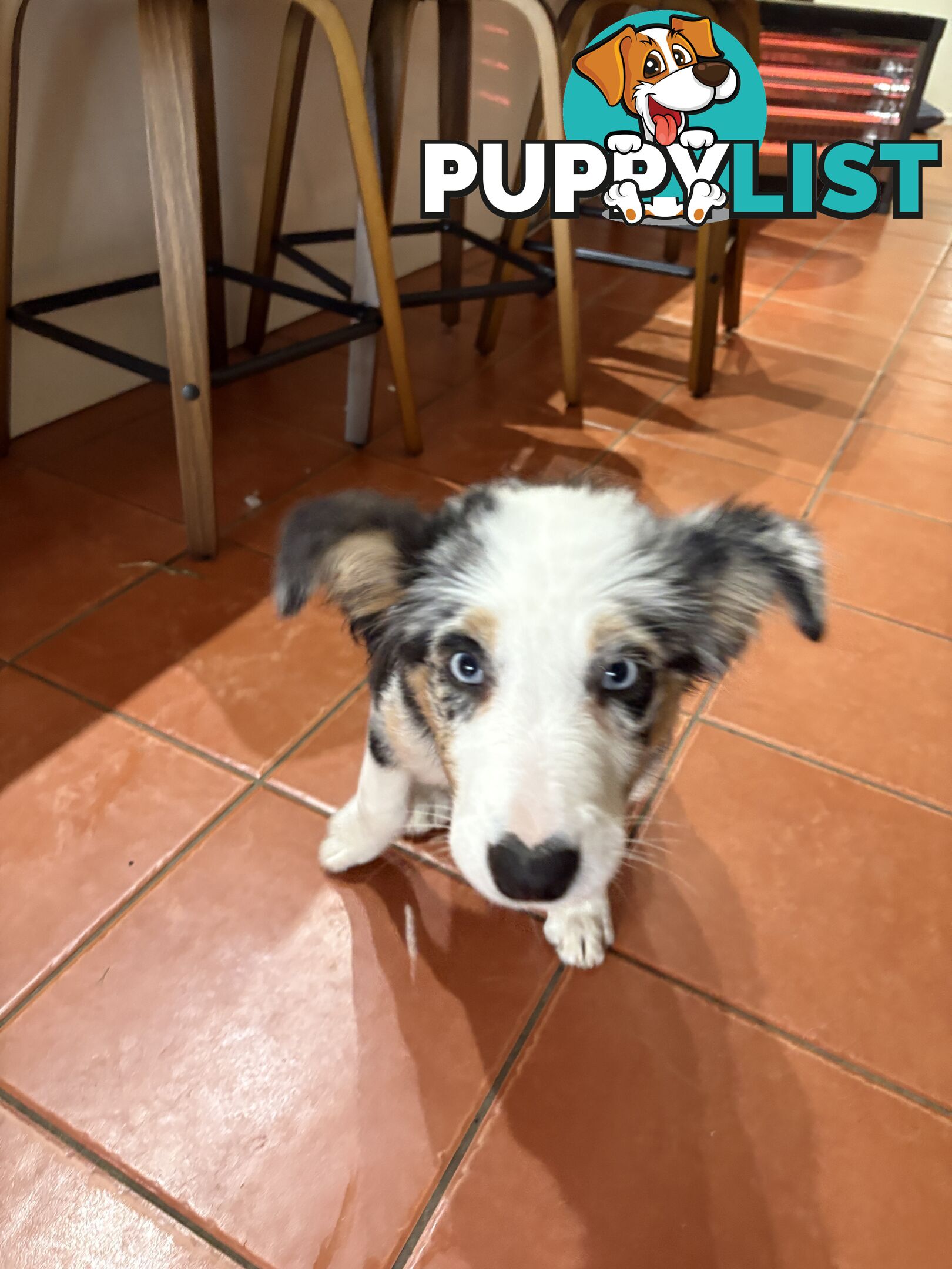 Female Border Collies Available to take home today