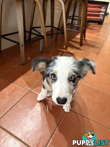 Female Border Collies Available to take home today