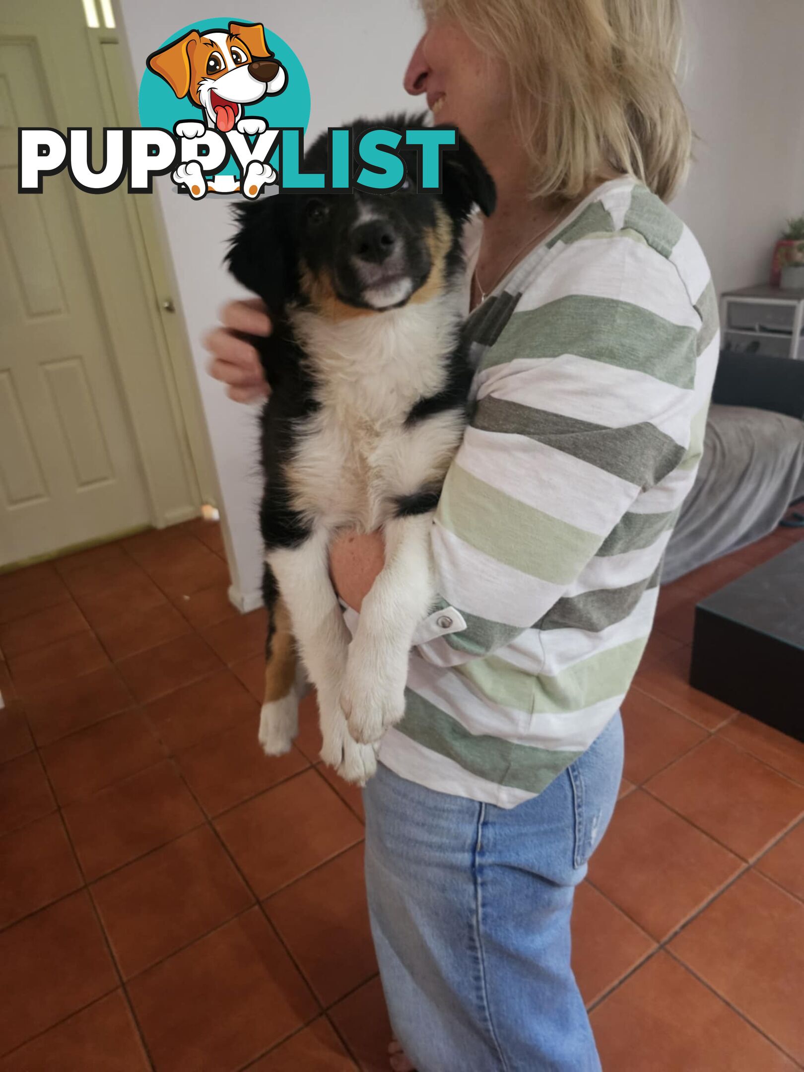 Female Border Collies Available to take home today