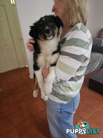 Female Border Collies Available to take home today
