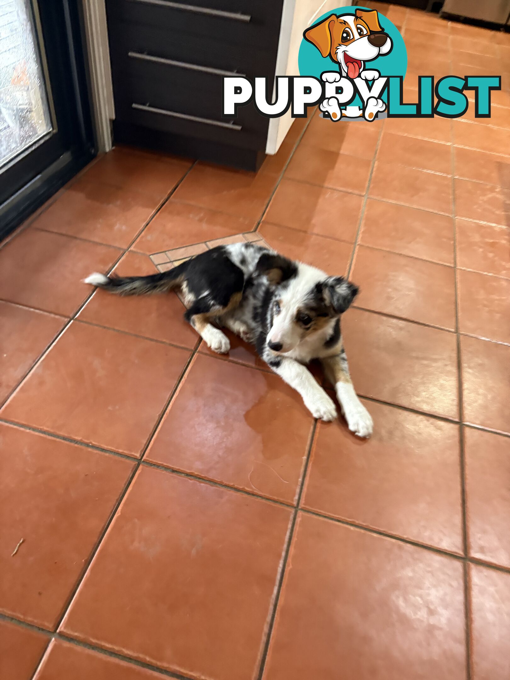 Female Border Collies Available to take home today