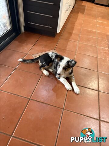 Female Border Collies Available to take home today