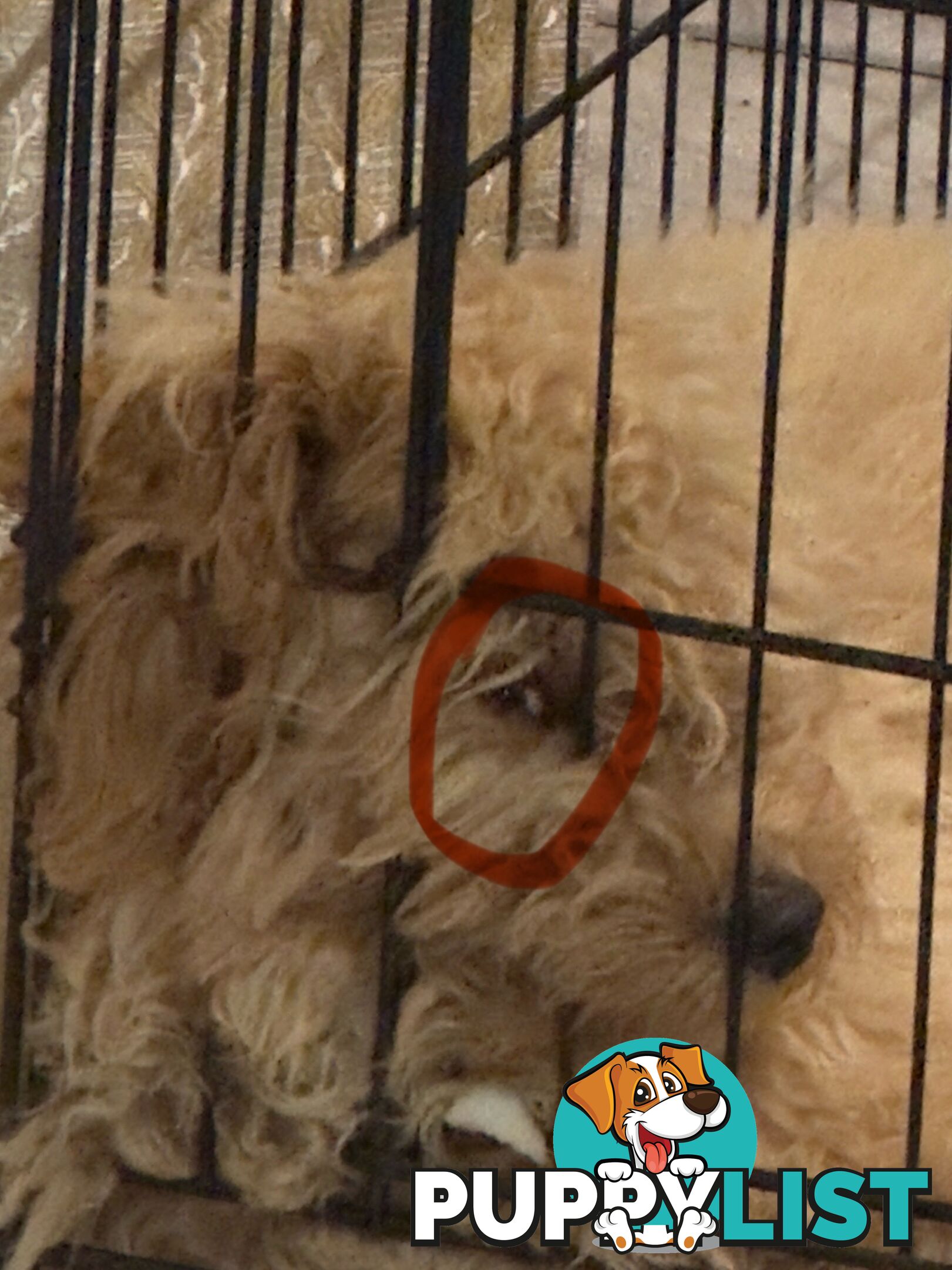 Cavoodle Male Puppy for sale