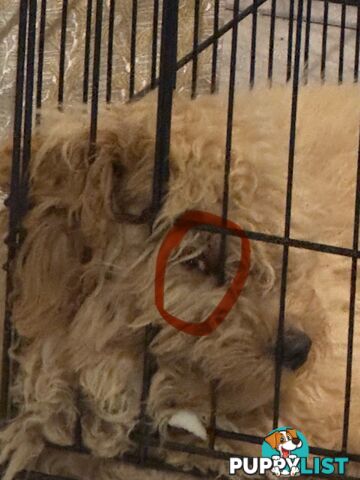 Cavoodle Male Puppy for sale