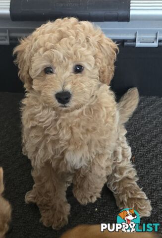 Cavoodles