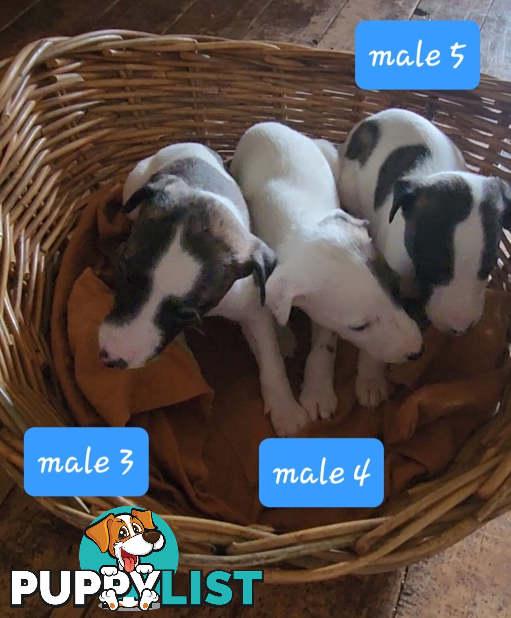 Whippet puppies