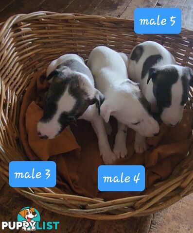 Whippet puppies